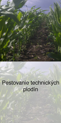 Pestovanie technických plodín